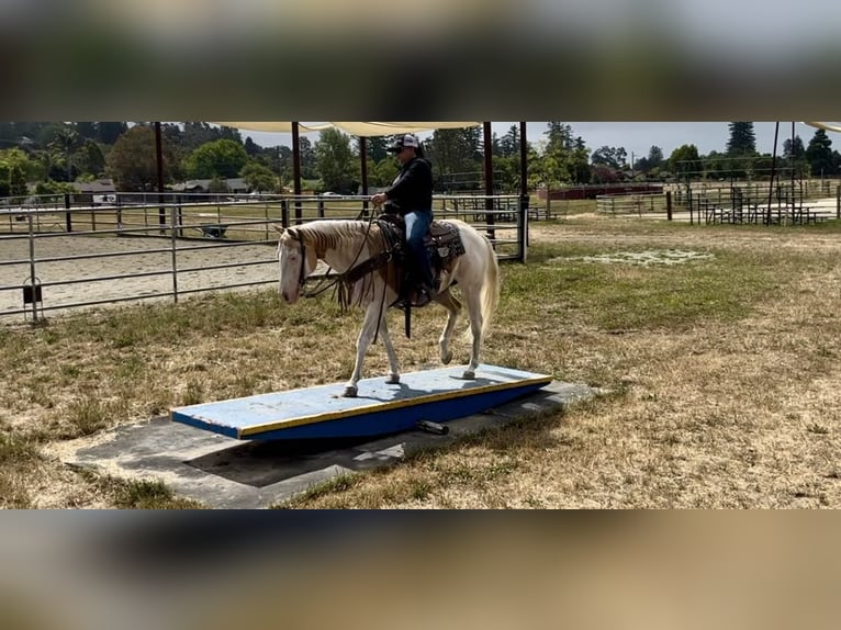 American Quarter Horse Gelding 11 years Palomino in PAICINES, CA