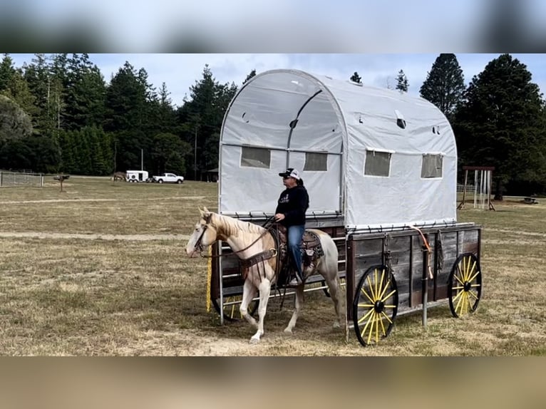 American Quarter Horse Gelding 11 years Palomino in PAICINES, CA