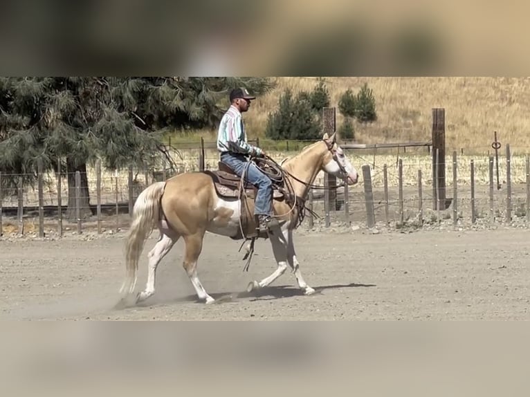 American Quarter Horse Gelding 11 years Palomino in PAICINES, CA