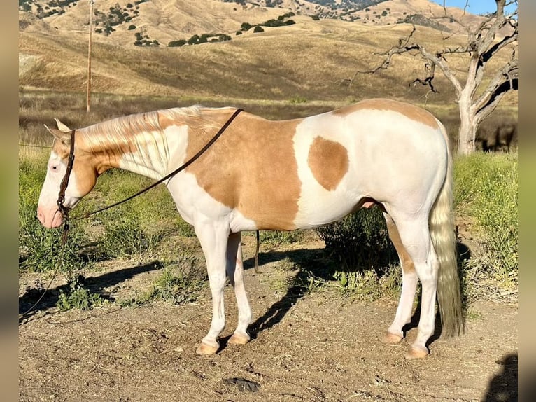 American Quarter Horse Gelding 11 years Palomino in PAICINES, CA