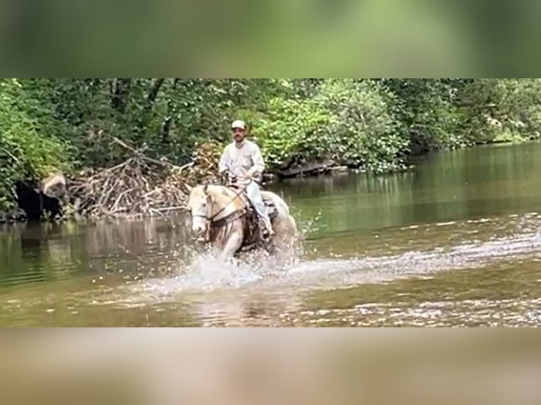 American Quarter Horse Gelding 11 years Palomino in PAICINES, CA