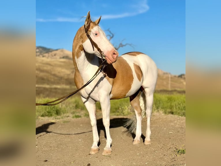 American Quarter Horse Gelding 11 years Palomino in PAICINES, CA