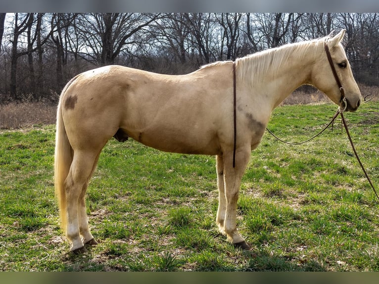 American Quarter Horse Gelding 11 years Palomino in North Judson IN