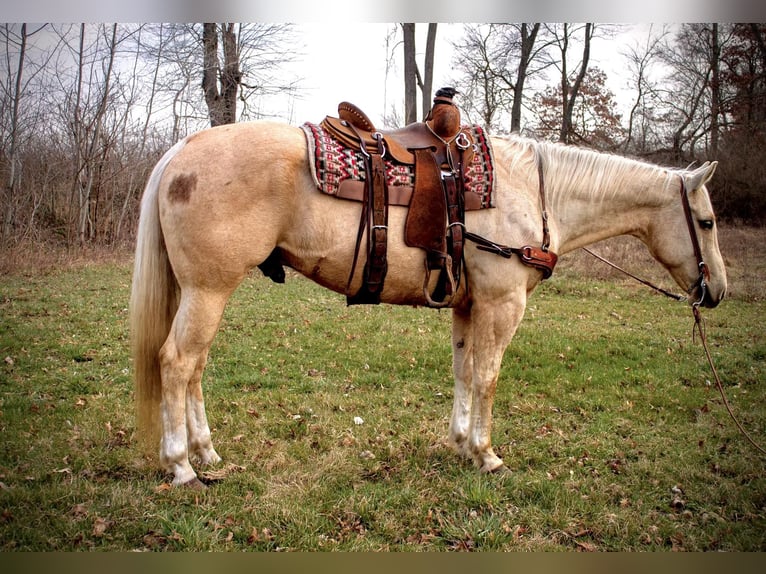 American Quarter Horse Gelding 11 years Palomino in North Judson IN