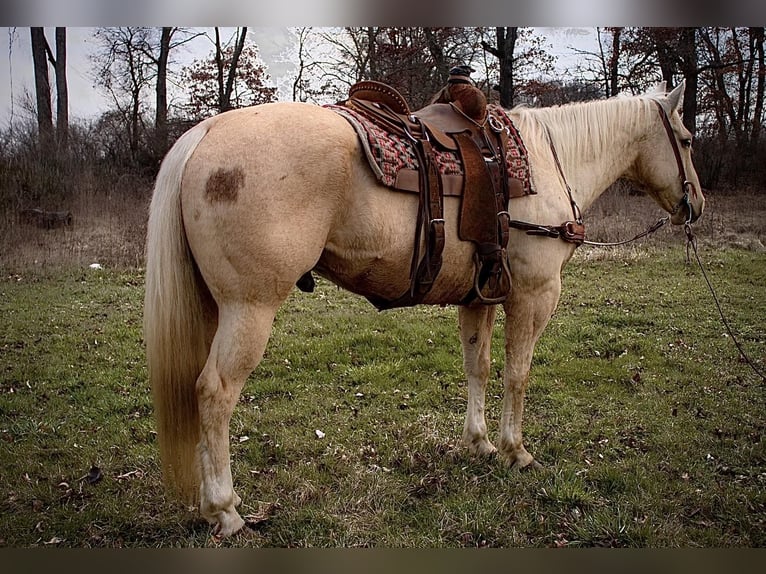 American Quarter Horse Gelding 11 years Palomino in North Judson IN