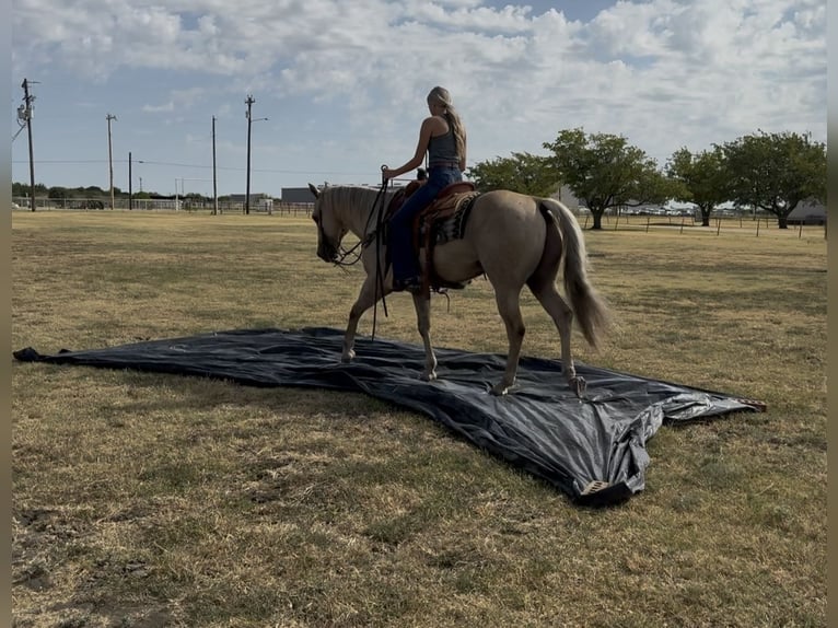 American Quarter Horse Gelding 11 years Palomino in Ponder
