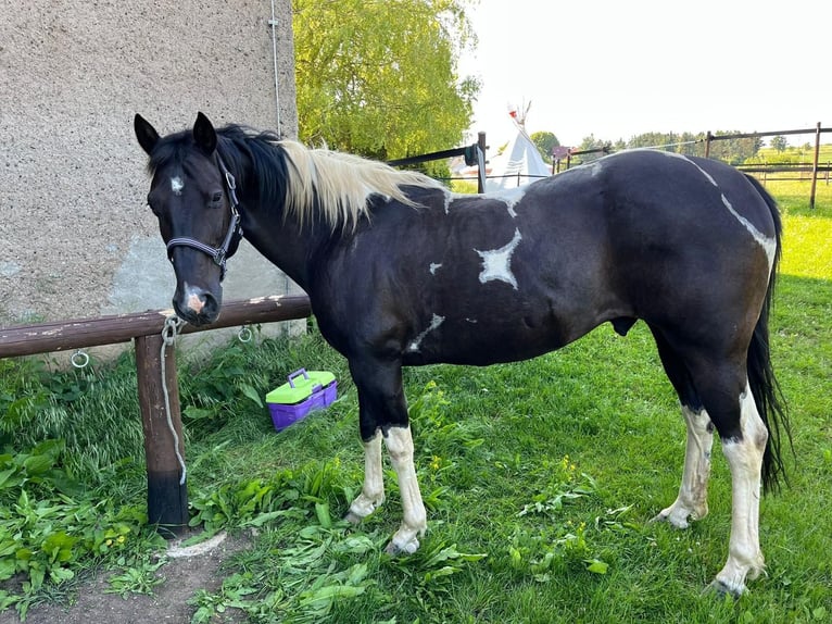 American Quarter Horse Gelding 11 years Pinto in Kaltohhmfeld