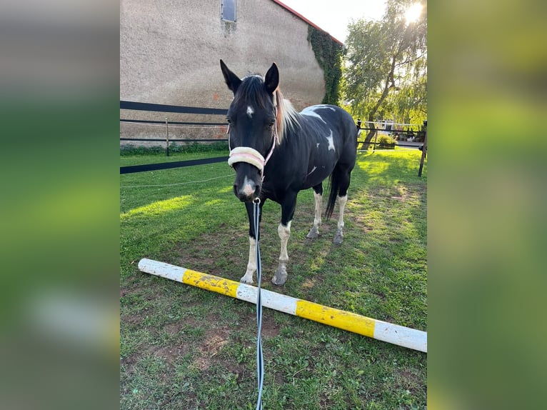 American Quarter Horse Gelding 11 years Pinto in Kaltohhmfeld