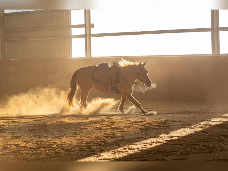 American Quarter Horse Gelding 11 years Red Dun in Eppenstein