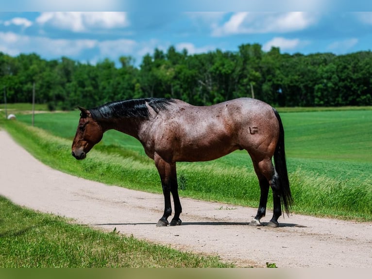 American Quarter Horse Gelding 11 years Roan-Bay in Nevis, MN