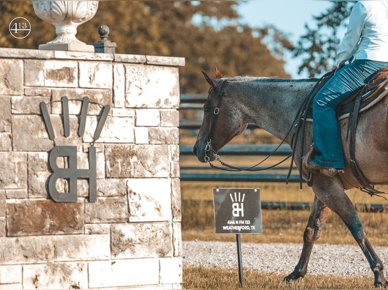 American Quarter Horse Gelding 11 years Roan-Bay in Weatherford TX