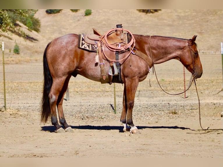 American Quarter Horse Gelding 11 years Roan-Bay in Tres Pinos