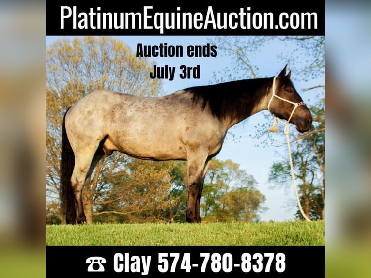 American Quarter Horse Gelding 11 years Roan-Blue in Koontz Lake IN