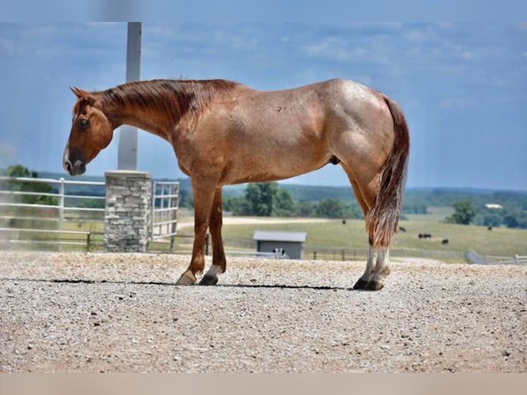 American Quarter Horse Gelding 11 years Roan-Red in FORDSVILLE, KY