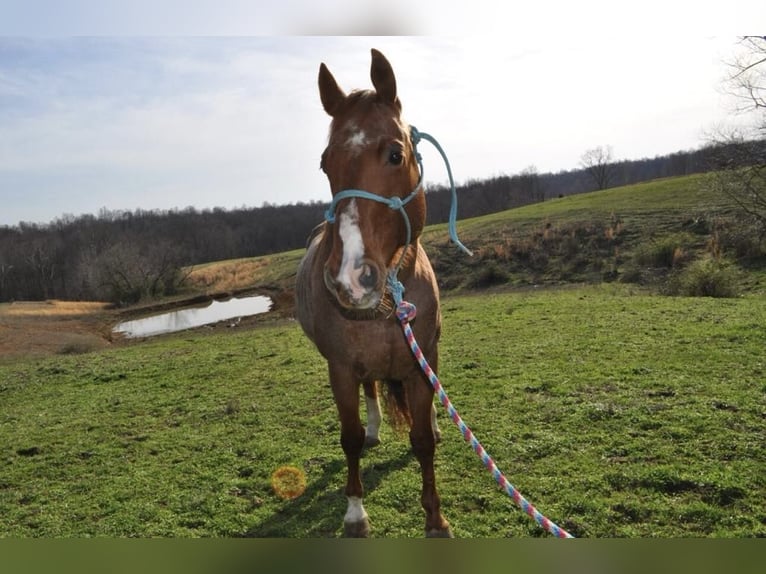 American Quarter Horse Gelding 11 years Roan-Red in FORDSVILLE, KY