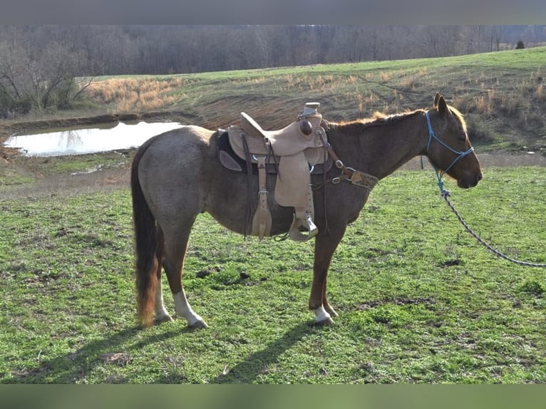 American Quarter Horse Gelding 11 years Roan-Red in FORDSVILLE, KY