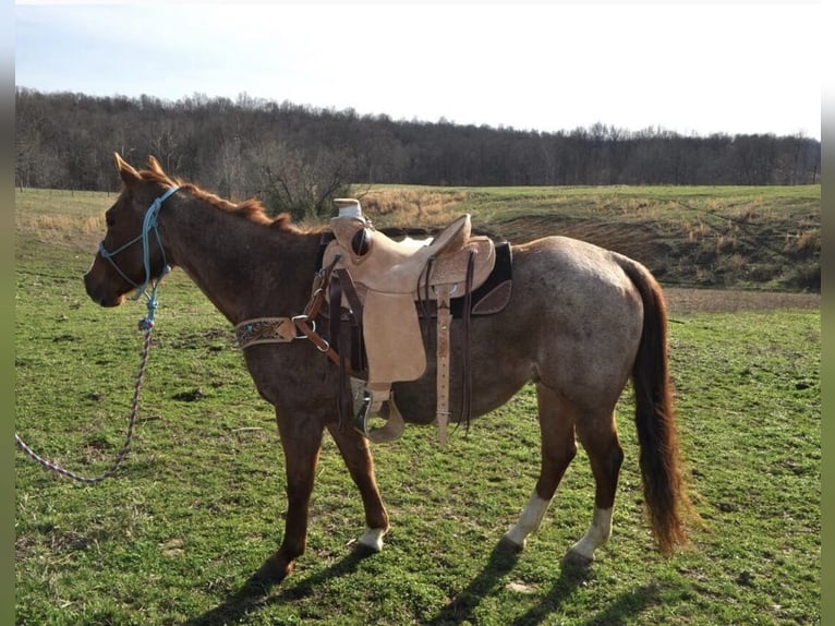 American Quarter Horse Gelding 11 years Roan-Red in FORDSVILLE, KY