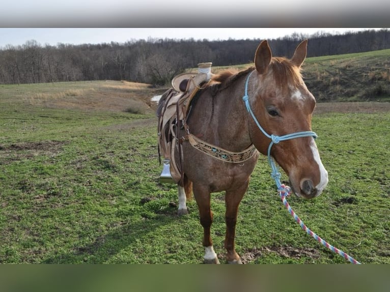 American Quarter Horse Gelding 11 years Roan-Red in FORDSVILLE, KY