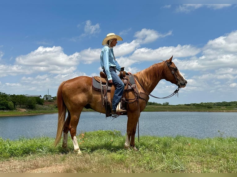 American Quarter Horse Gelding 11 years Sorrel in Byers TX