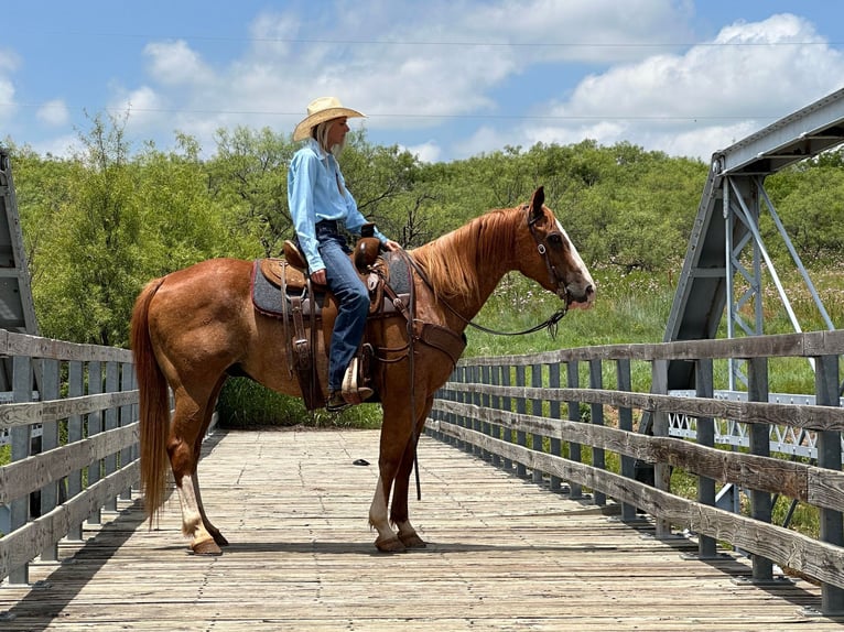 American Quarter Horse Gelding 11 years Sorrel in Byers TX