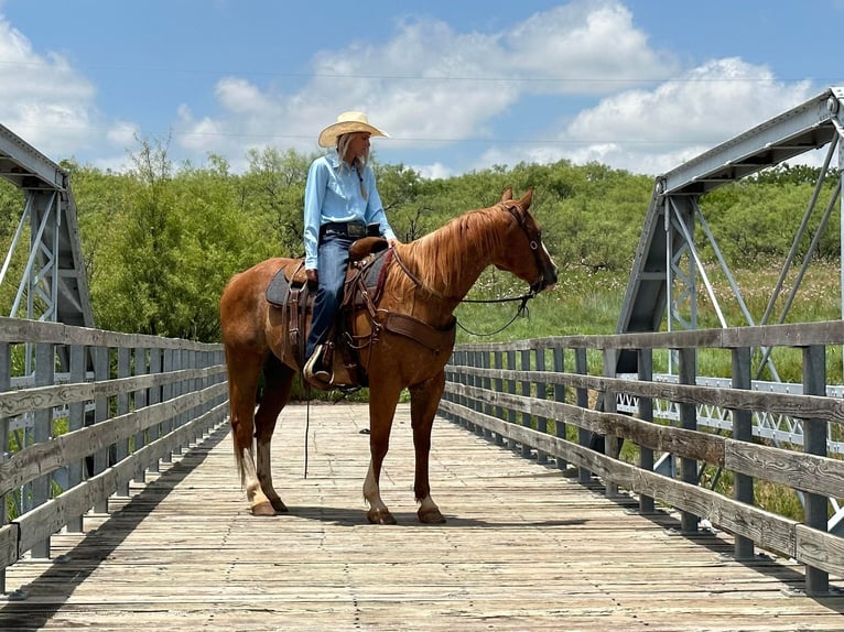 American Quarter Horse Gelding 11 years Sorrel in Byers TX