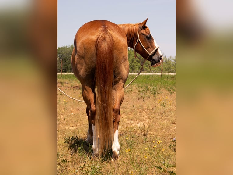 American Quarter Horse Gelding 11 years Sorrel in Byers TX