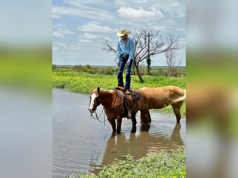 American Quarter Horse Gelding 11 years Sorrel in Byers TX