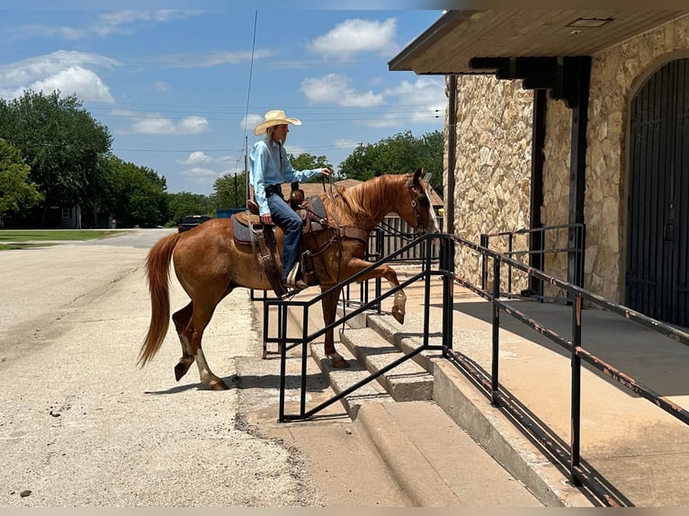 American Quarter Horse Gelding 11 years Sorrel in Byers TX