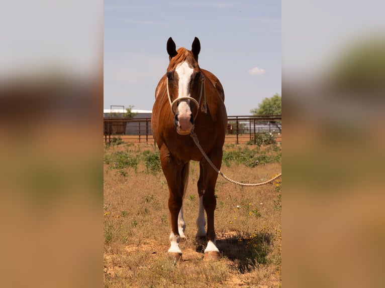 American Quarter Horse Gelding 11 years Sorrel in Byers TX