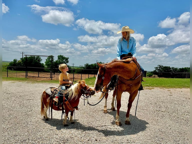 American Quarter Horse Gelding 11 years Sorrel in Byers TX