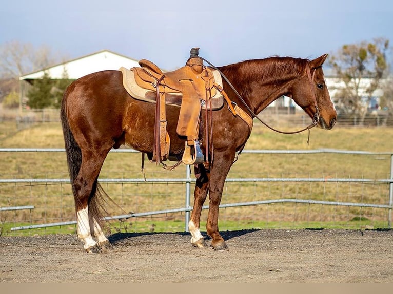 American Quarter Horse Gelding 11 years Sorrel in Waterford, CA