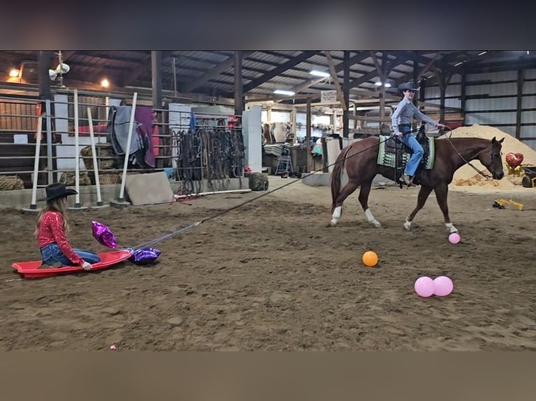 American Quarter Horse Gelding 11 years Sorrel in Robards