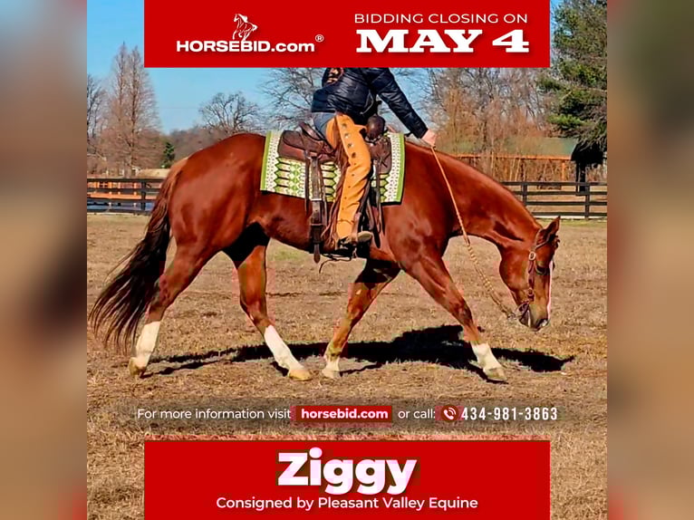 American Quarter Horse Gelding 11 years Sorrel in Robards