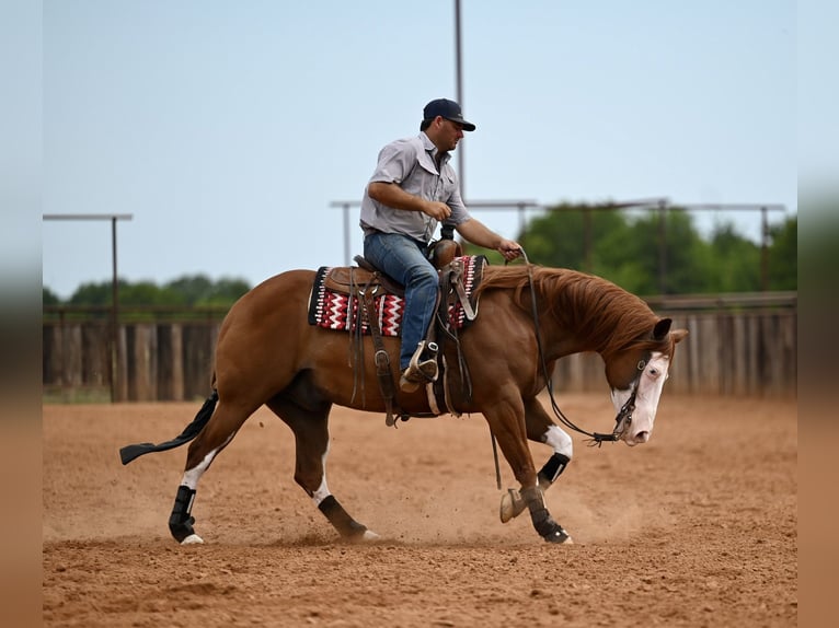 American Quarter Horse Gelding 11 years Sorrel in Waco