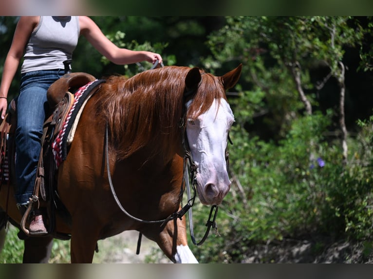 American Quarter Horse Gelding 11 years Sorrel in Waco