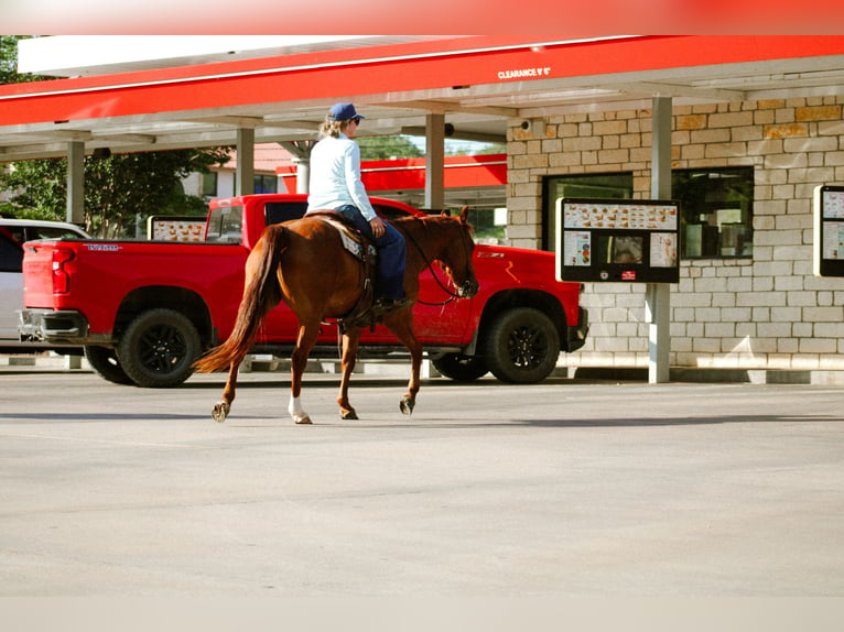 American Quarter Horse Gelding 11 years Sorrel in Stephenville TX