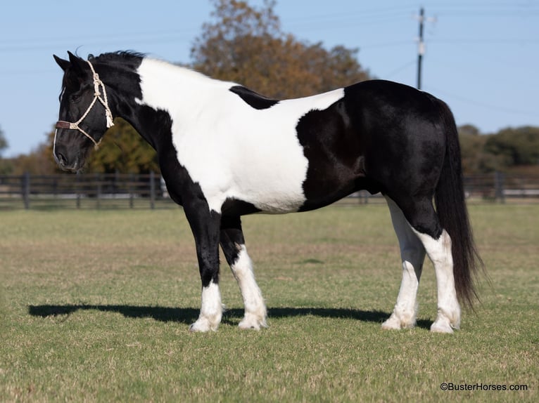 American Quarter Horse Gelding 11 years Tobiano-all-colors in Weatherford TX