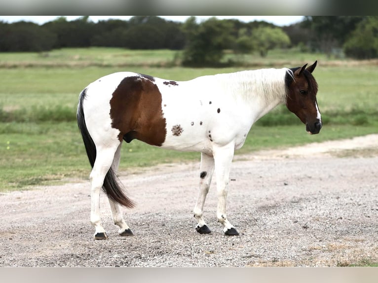 American Quarter Horse Gelding 11 years Tobiano-all-colors in Granbury TX