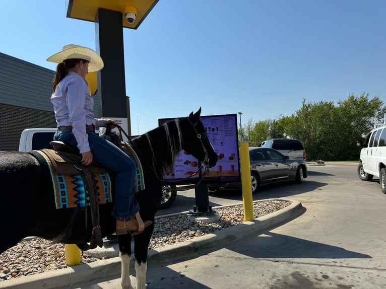 American Quarter Horse Gelding 11 years Tobiano-all-colors in Keene TX