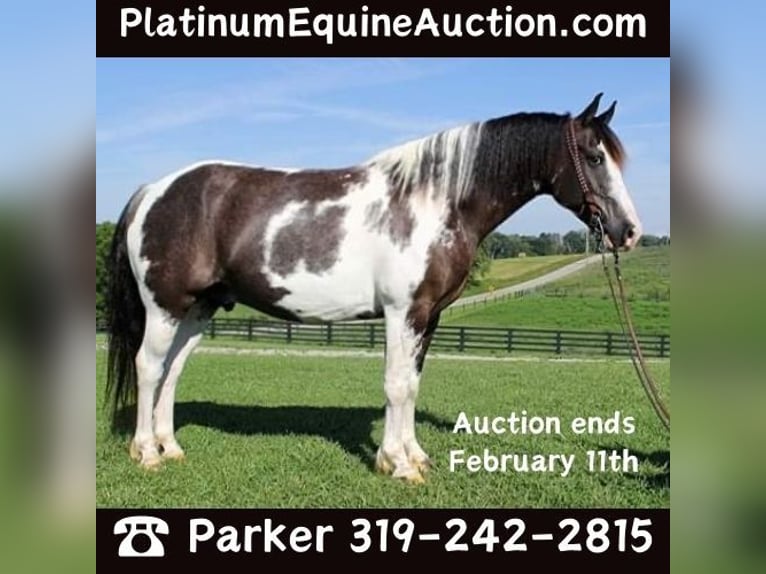 American Quarter Horse Gelding 11 years Tobiano-all-colors in Somerset