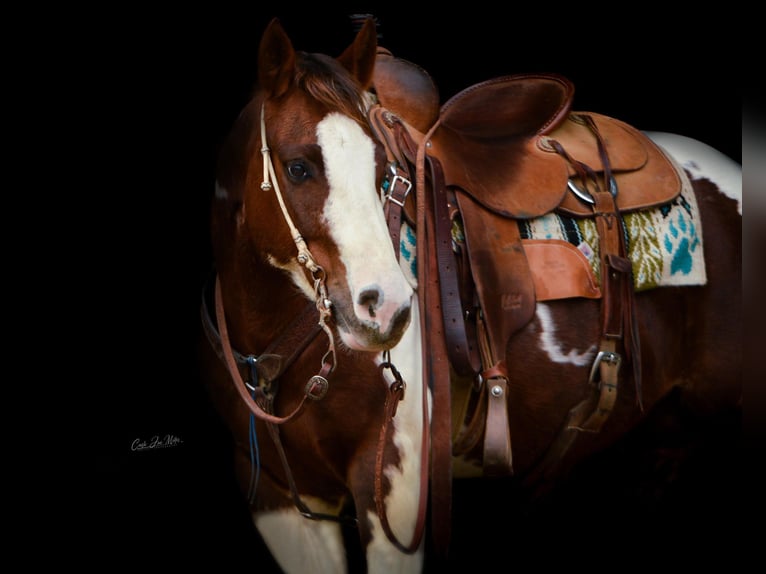 American Quarter Horse Gelding 11 years Tobiano-all-colors in Jamestown KY