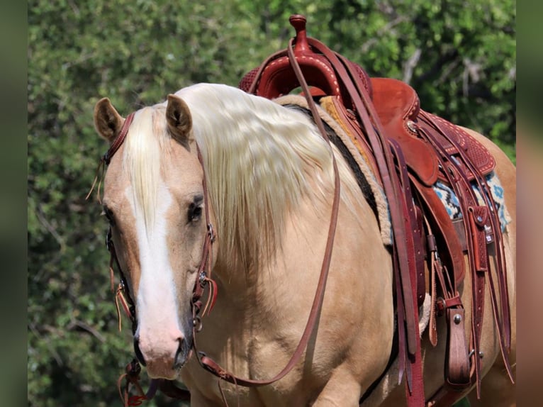 American Quarter Horse Gelding 11 years in Jaxksboro TX