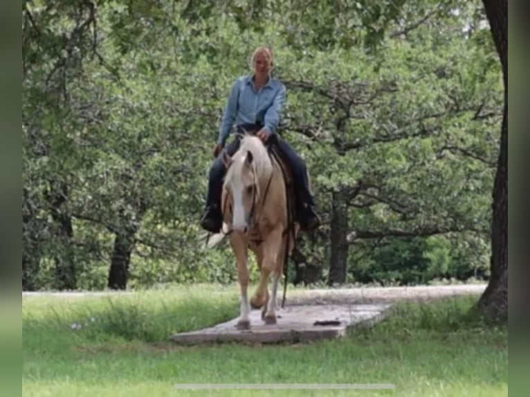 American Quarter Horse Gelding 11 years in Jaxksboro TX