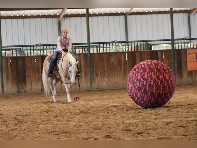 American Quarter Horse Gelding 11 years in Jaxksboro TX