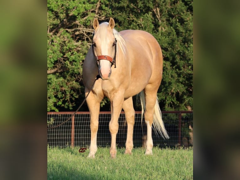 American Quarter Horse Gelding 11 years in Jaxksboro TX