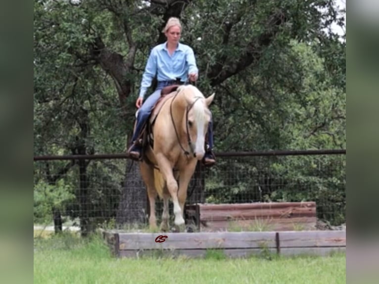 American Quarter Horse Gelding 11 years in Jaxksboro TX