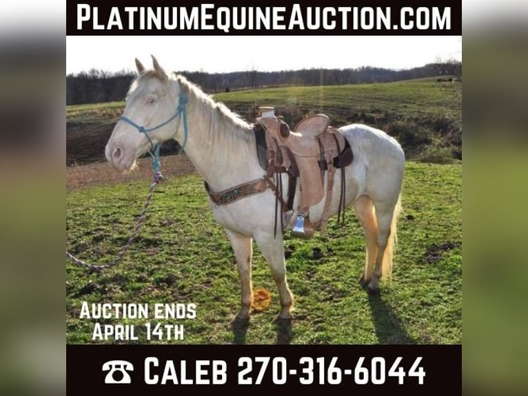 American Quarter Horse Gelding 11 years White in FORDSVILLE, KY