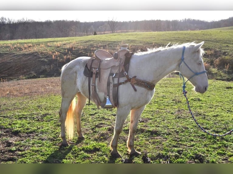 American Quarter Horse Gelding 11 years White in FORDSVILLE, KY