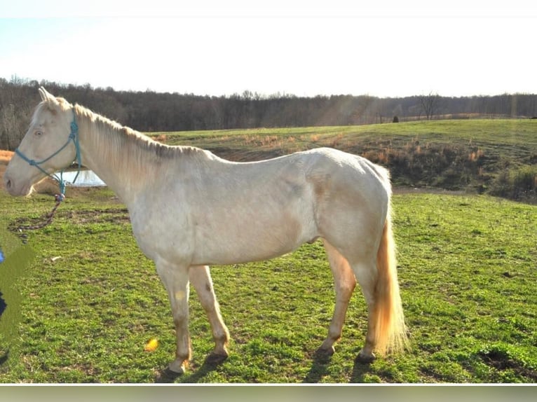 American Quarter Horse Gelding 11 years White in FORDSVILLE, KY