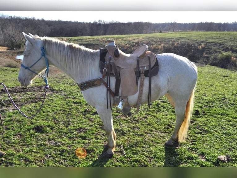 American Quarter Horse Gelding 11 years White in FORDSVILLE, KY